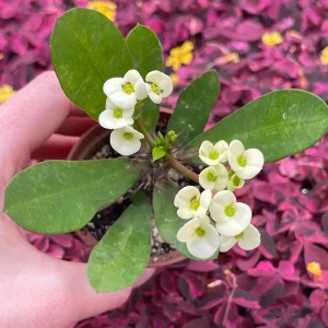 Crown of Thorns White Hybrid Live Plant - Euphorbia Milii Splendens - Easy Care Succulent - Image 5