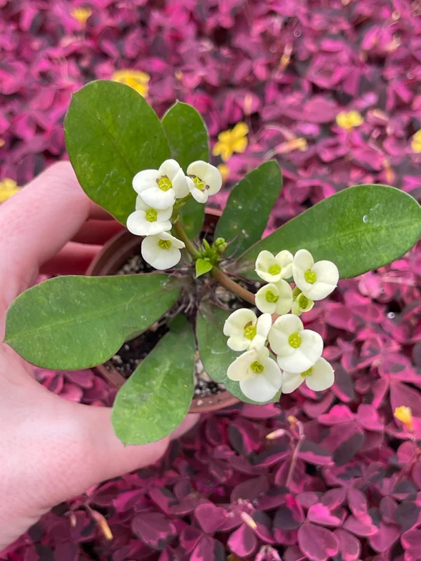 Crown of Thorns White Hybrid Live Plant - Euphorbia Milii Splendens - Easy Care Succulent - Image 5
