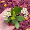 Crown of Thorns White Hybrid Live Plant - Euphorbia Milii Splendens - Easy Care Succulent - Image 1