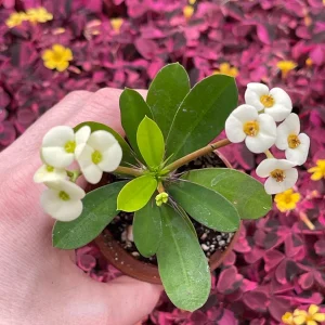 Crown of Thorns White Hybrid Live Plant - Euphorbia Milii Splendens - Easy Care Succulent - Image 1