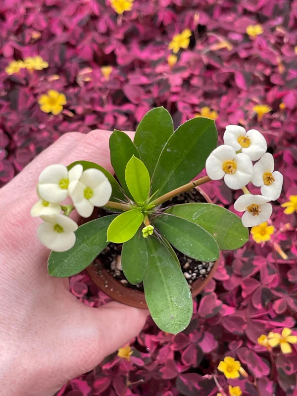 Crown of Thorns White Hybrid Live Plant - Euphorbia Milii Splendens - Easy Care Succulent - Image 1