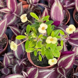 Crown of Thorns Yellow Form Live Plant - Euphorbia Milii Hybrid - Indoor/Outdoor Succulent - Image 2