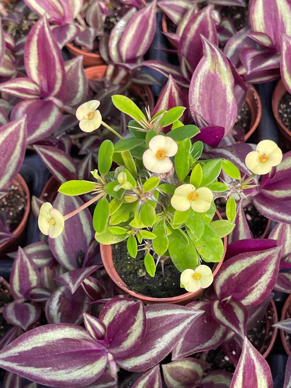 Crown of Thorns Yellow Form Live Plant - Euphorbia Milii Hybrid - Indoor/Outdoor Succulent - Image 2