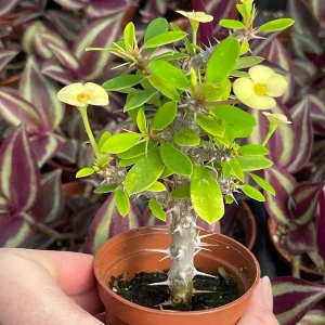 Crown of Thorns Yellow Form Live Plant - Euphorbia Milii Hybrid - Indoor/Outdoor Succulent - Image 3