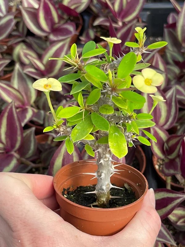 Crown of Thorns Yellow Form Live Plant - Euphorbia Milii Hybrid - Indoor/Outdoor Succulent - Image 3
