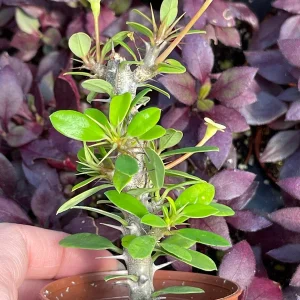 Crown of Thorns Yellow Form Live Plant - Euphorbia Milii Hybrid - Indoor/Outdoor Succulent - Image 4