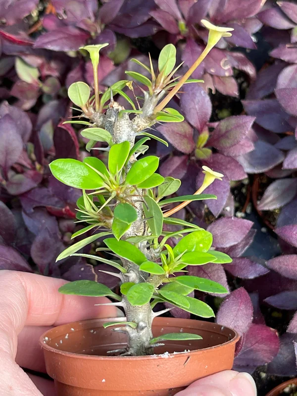 Crown of Thorns Yellow Form Live Plant - Euphorbia Milii Hybrid - Indoor/Outdoor Succulent - Image 4