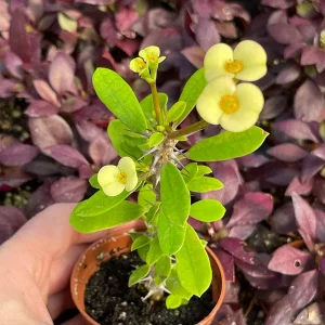 Crown of Thorns Yellow Form Live Plant - Euphorbia Milii Hybrid - Indoor/Outdoor Succulent - Image 5