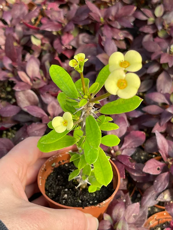Crown of Thorns Yellow Form Live Plant - Euphorbia Milii Hybrid - Indoor/Outdoor Succulent - Image 5