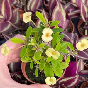 Crown of Thorns Yellow Form Live Plant - Euphorbia Milii Hybrid - Indoor/Outdoor Succulent - Image 1