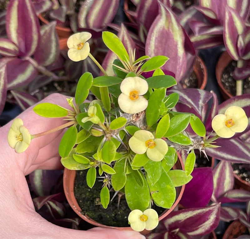 Crown of Thorns Yellow Form Live Plant - Euphorbia Milii Hybrid - Indoor/Outdoor Succulent - Image 1
