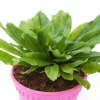 Culantro Live Plant - 4 Inch Pot - Fragrant Culinary Herb - Image 1