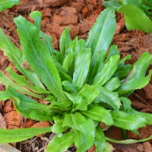 Culantro Live Plant - 4 Inch Pot - Fragrant Culinary Herb - Image 2