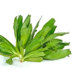 Culantro Live Plant - 4 Inch Pot - Fragrant Culinary Herb - Image 3