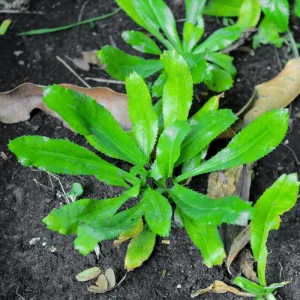 Culantro Live Plant - 4 Inch Pot - Fragrant Culinary Herb - Image 4
