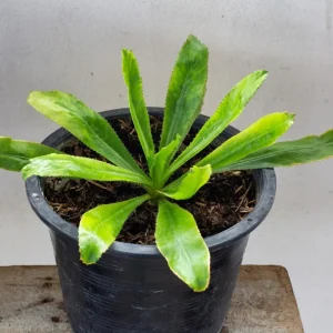Culantro Live Plant - 4 Inch Pot - Fragrant Culinary Herb - Image 6