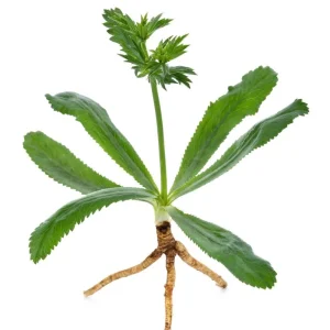 Culantro Live Plant - 4 Inch Pot - Fragrant Culinary Herb - Image 7