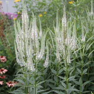 Culver's Root Veronicastrum virginicum Live Starter Plant - Outdoor Perennial - Image 2