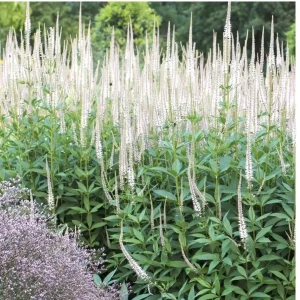 Culver's Root Veronicastrum virginicum Live Starter Plant - Outdoor Perennial - Image 3