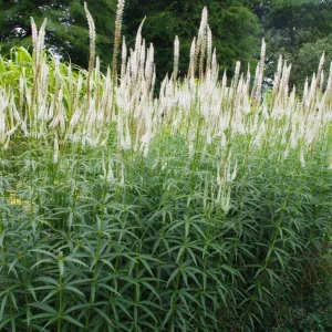 Culver's Root Veronicastrum virginicum Live Starter Plant - Outdoor Perennial - Image 4