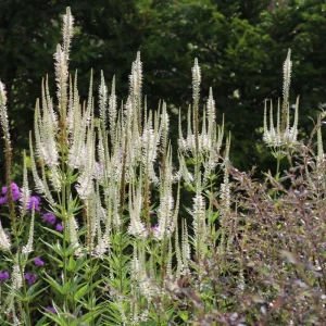 Culver's Root Veronicastrum virginicum Live Starter Plant - Outdoor Perennial - Image 5