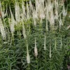 Culver's Root Veronicastrum virginicum Live Starter Plant - Outdoor Perennial - Image 1