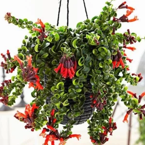 Curly Lipstick Plant Live - Aeschynanthus, 3.5 Inch Pot, 10 Inches Long, Red Flowers, Indoor - Image 2