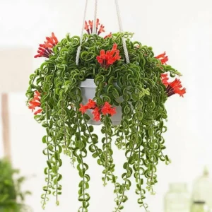 Curly Lipstick Plant Live - Aeschynanthus, 3.5 Inch Pot, 10 Inches Long, Red Flowers, Indoor - Image 3