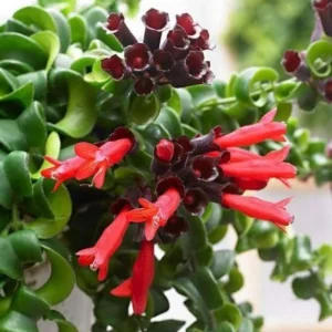 Curly Lipstick Plant Live - Aeschynanthus, 3.5 Inch Pot, 10 Inches Long, Red Flowers, Indoor - Image 4