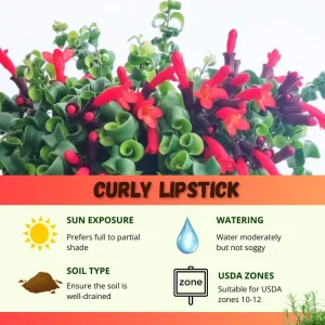 Curly Lipstick Plant Live - Aeschynanthus, 3.5 Inch Pot, 10 Inches Long, Red Flowers, Indoor - Image 5