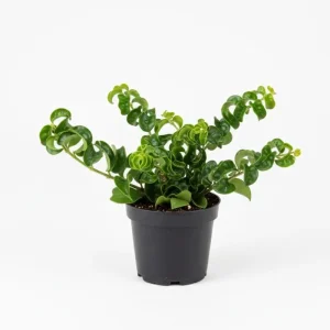 Curly Lipstick Plant Live - Aeschynanthus, 3.5 Inch Pot, 10 Inches Long, Red Flowers, Indoor - Image 6