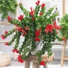 Curly Lipstick Plant Live - Aeschynanthus, 3.5 Inch Pot, 10 Inches Long, Red Flowers, Indoor - Image 1