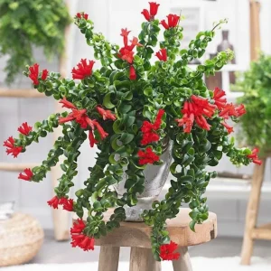 Curly Lipstick Plant Live - Aeschynanthus, 3.5 Inch Pot, 10 Inches Long, Red Flowers, Indoor - Image 1
