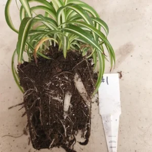 Curly Spider Plant 'Bonnie' - Live Potted Houseplant - Image 2