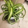 Curly Spider Plant 'Bonnie' - Live Potted Houseplant - Image 1