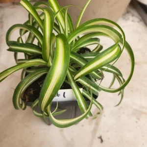 Curly Spider Plant 'Bonnie' - Live Potted Houseplant - Image 1