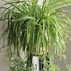 Curly Spider Plant Live Houseplant – 10 Inches Tall – Variegated Leaves – Air Purifying - Image 3