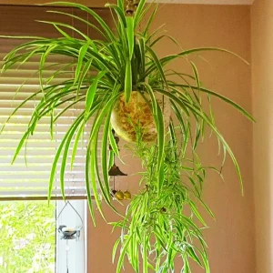 Curly Spider Plant Live Houseplant – 10 Inches Tall – Variegated Leaves – Air Purifying - Image 4