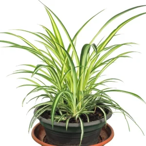 Curly Spider Plant Live Houseplant – 10 Inches Tall – Variegated Leaves – Air Purifying - Image 5