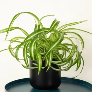 Curly Spider Plant Live Houseplant – 10 Inches Tall – Variegated Leaves – Air Purifying - Image 6