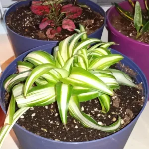 Curly Spider Plant Live Houseplant – 10 Inches Tall – Variegated Leaves – Air Purifying - Image 7
