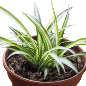 Curly Spider Plant Live Houseplant – 10 Inches Tall – Variegated Leaves – Air Purifying - Image 8