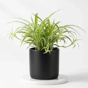 Curly Spider Plant Live Houseplant – 10 Inches Tall – Variegated Leaves – Air Purifying - Image 9