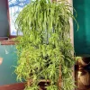 Curly Spider Plant Live Houseplant – 10 Inches Tall – Variegated Leaves – Air Purifying - Image 1