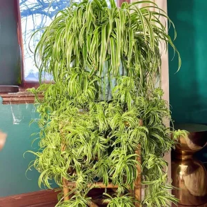 Curly Spider Plant Live Houseplant – 10 Inches Tall – Variegated Leaves – Air Purifying - Image 1