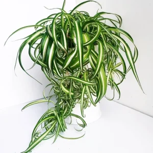 Curly Spider Plant Live Houseplant - 5 Inches Tall, Variegated Leaves, Air Purifying - Image 2
