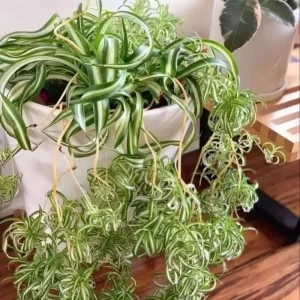 Curly Spider Plant Live Houseplant - 5 Inches Tall, Variegated Leaves, Air Purifying - Image 3