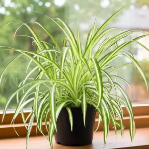 Curly Spider Plant Live Houseplant - 5 Inches Tall, Variegated Leaves, Air Purifying - Image 4