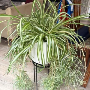 Curly Spider Plant Live Houseplant - 5 Inches Tall, Variegated Leaves, Air Purifying - Image 5