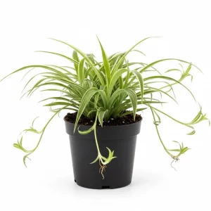 Curly Spider Plant Live Houseplant - 5 Inches Tall, Variegated Leaves, Air Purifying - Image 6
